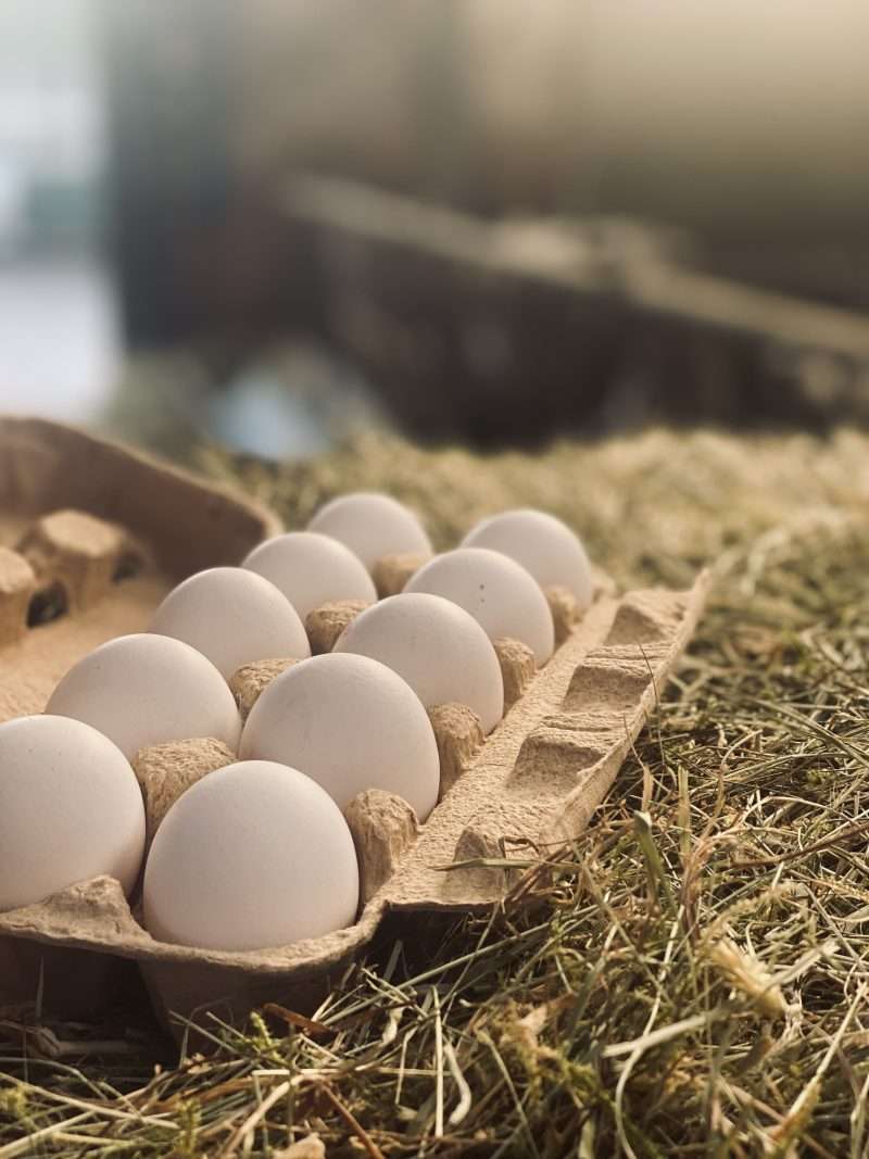 eieren scaled